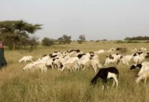 TCHAD: CONFLITS AGRICULTEURS – ÉLEVEURS : UN CITOYEN DEMANDE L’INTERVENTION DU CHEF DE L’ÉTAT.